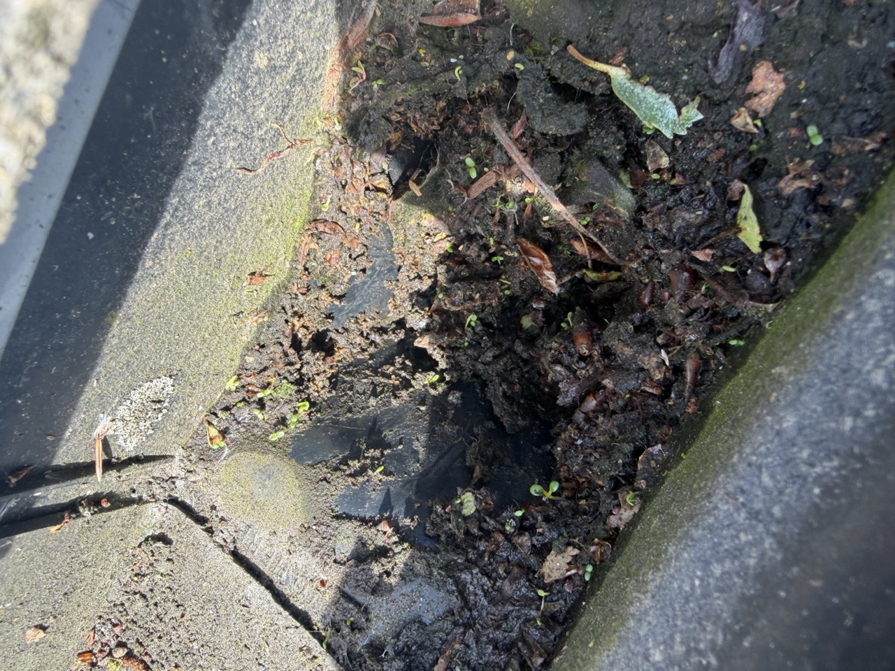 A gutter being cleared of moss and debris